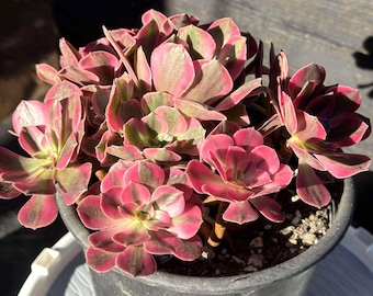 Aeonium Pink Princess Variegated in One Gallon Pot #321 - Etsy