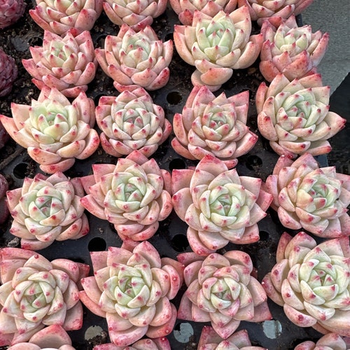 Echeveria Latang 1.5-2 inches each