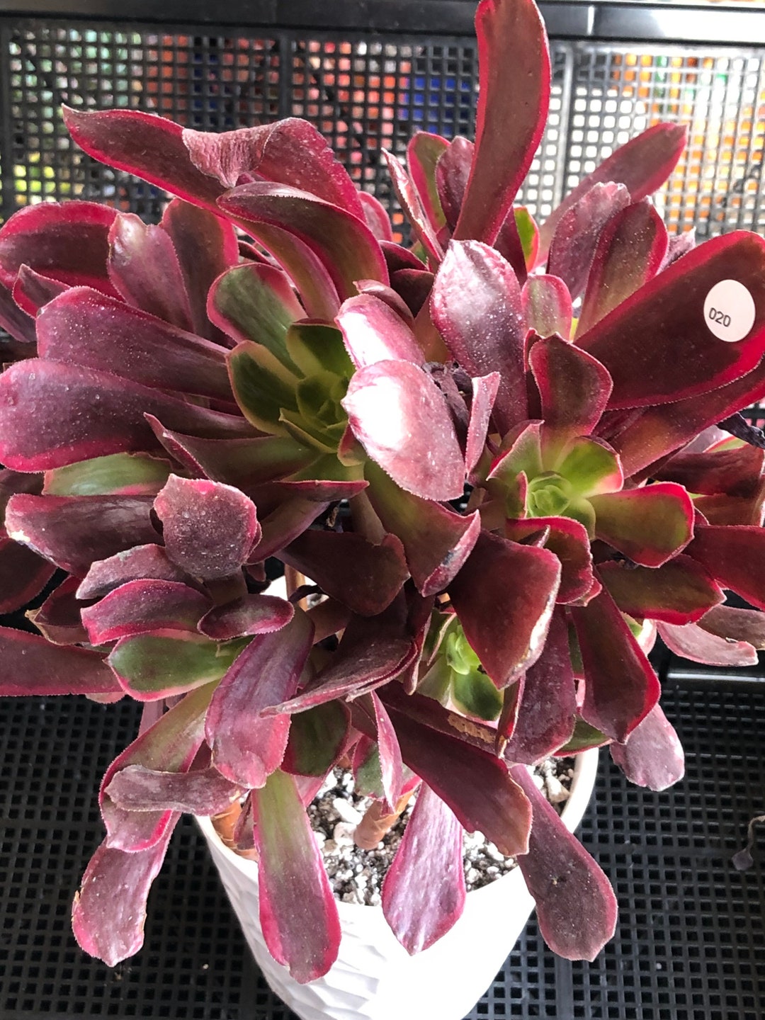 Aeonium Eden Big Cluster With Lots of Babies - Etsy