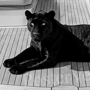 Vintage Panther Yacht Print, Animal Painting AI Print, Nautical Wall Art, Summer Printable, Luxury Yacht  Seascape Summer, Digital Download