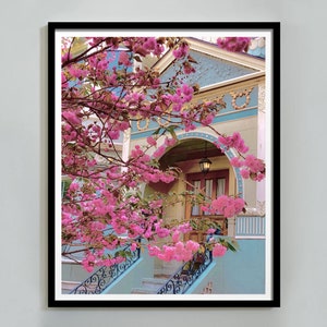 Schöner rosa Baumdruck, Tabebuia Chrysotricha-rosa Blumen im Frühling, frische Blumen, neotropischer Baum Hintergrundplakat