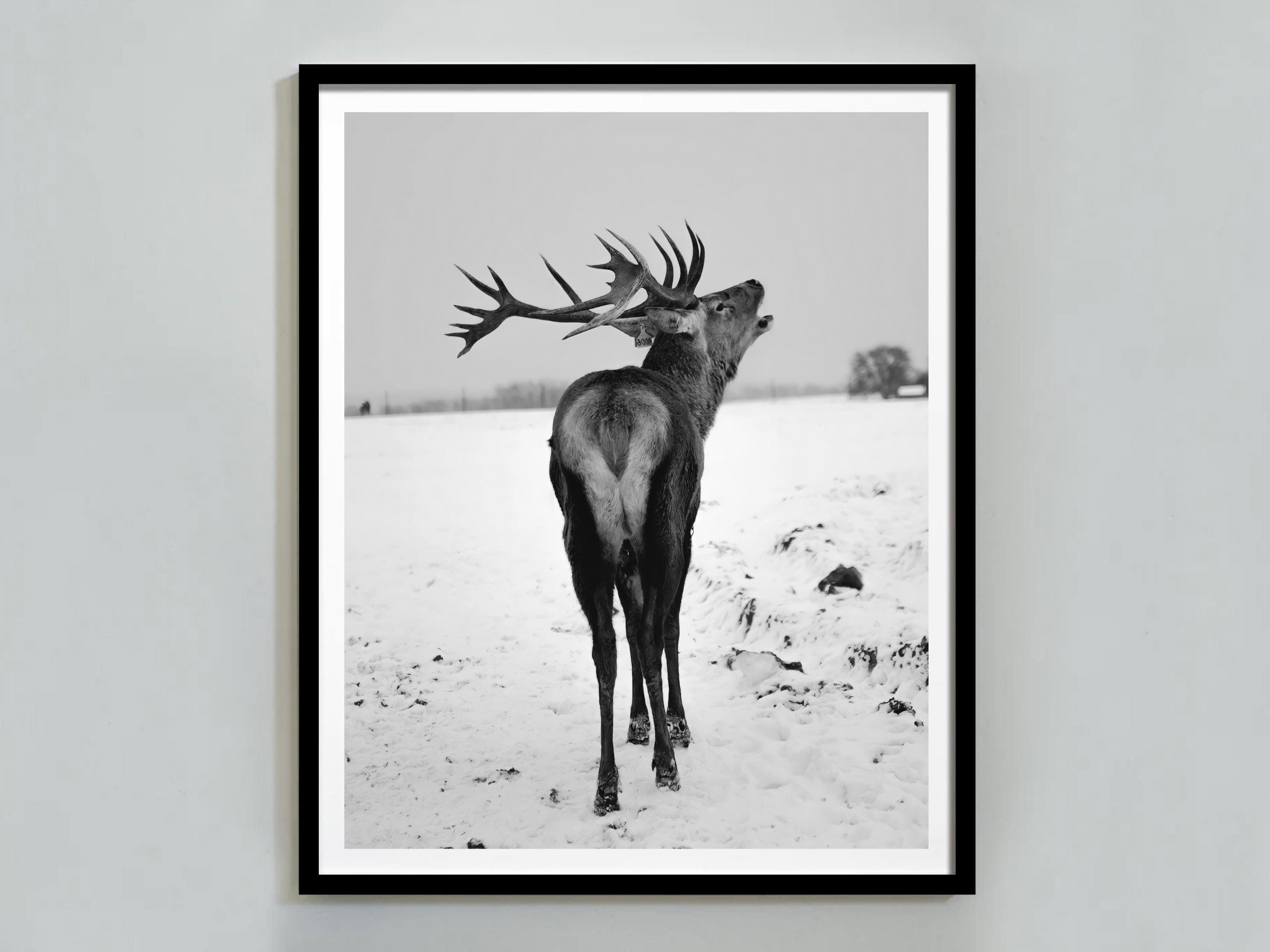 Foto acogedora de reno invernal, imprimible en blanco y negro, arte mural con imagen de reno, regalos de Navidad, decoración navideña para el hogar, descarga digital
