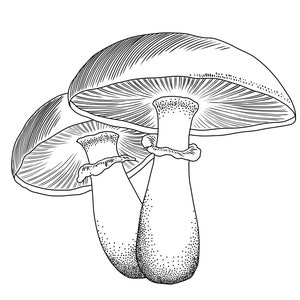 Champignons vénéneux Fichiers numériques SVG et PNG transparents