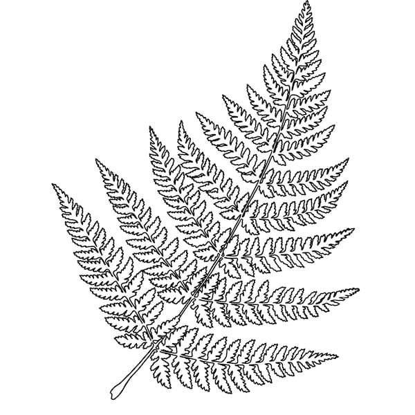 Fern leaf digital SVG file and transparent PNG file