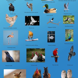 Vögel und ihre unverwechselbaren Klänge, Vogelarten, Vogellernen, Heimlernen, Wandposter, Lernmaterialien