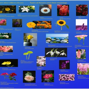 Fleurs et leur signification, affiche murale, apprentissage à domicile, ressources préscolaires, ressources d'apprentissage, en savoir plus sur les fleurs