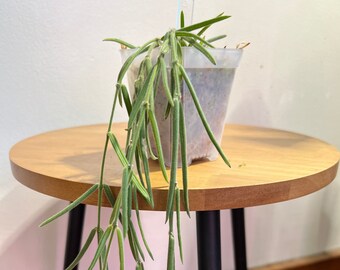 Hoya Linearis #6, Lightly Rooted, Live Rare Houseplant