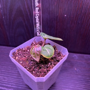 May include: A small plant with pink and green leaves growing in a white plastic pot. A label reads "Anth. Red Crystal Wu 5 x Self".