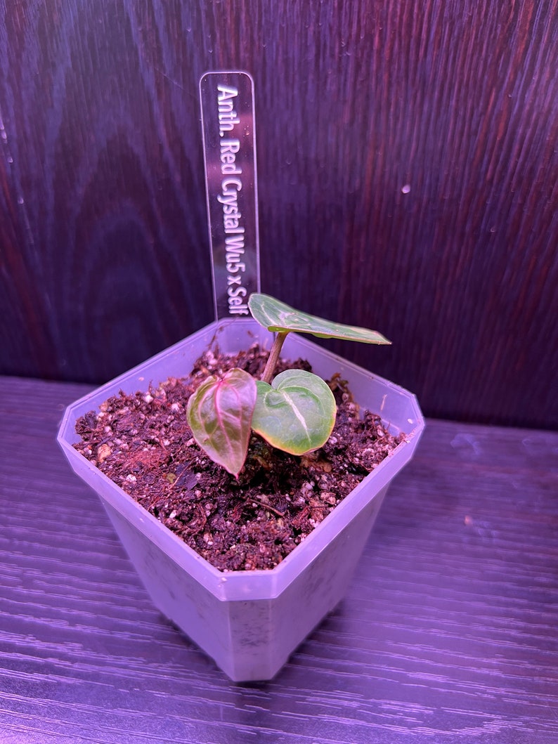 May include: A small plant with pink and green leaves growing in a white plastic pot. A label reads "Anth. Red Crystal Wu 5 x Self".