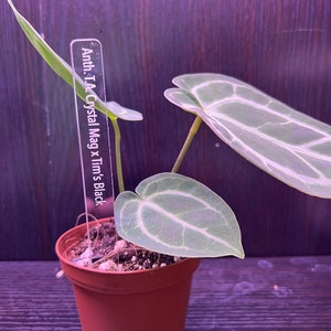May include: A small potted plant with green leaves. The plant has a label that reads "Anth. 1.1A Crystal Mag x Tim's Black".