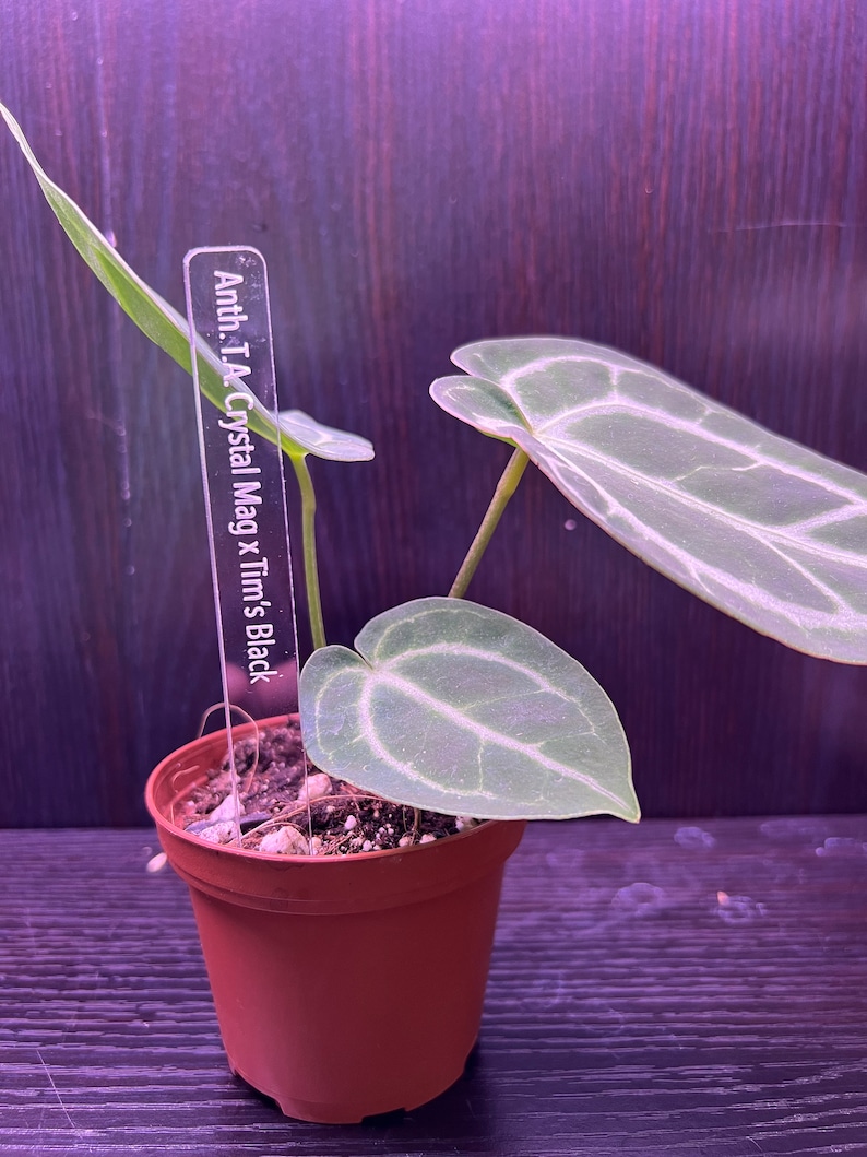 May include: A small potted plant with green leaves. The plant has a label that reads "Anth. 1.1A Crystal Mag x Tim's Black".