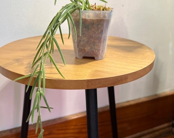 Hoya Linearis #2, Lightly Rooted, Live Houseplant