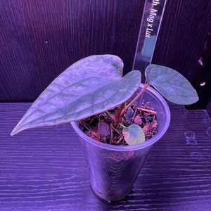 May include: A small green plant with heart-shaped leaves growing in a clear plastic cup. The plant is labeled "Anth-Mag x Lux" with a white label.