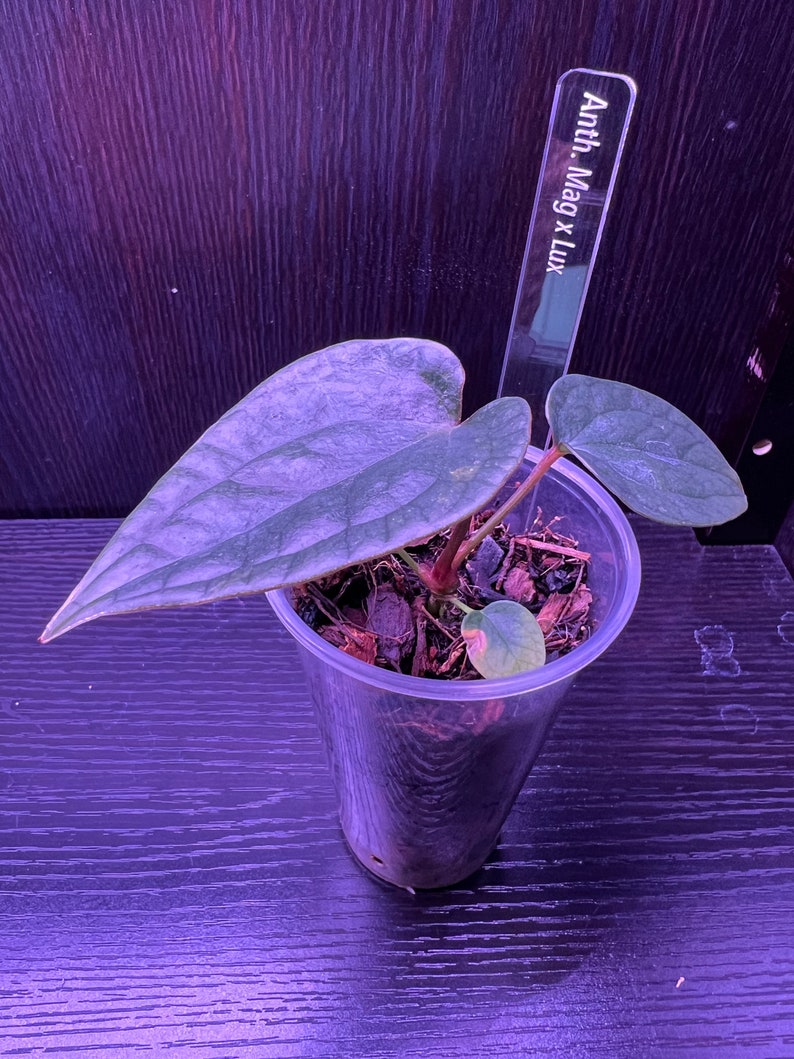 May include: A small green plant with heart-shaped leaves growing in a clear plastic cup. The plant is labeled "Anth-Mag x Lux" with a white label.