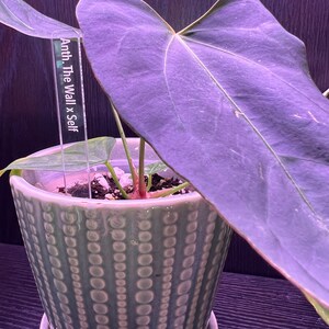 May include: A potted plant with a large, purple leaf. The plant is labeled "Anth. The Wall x Self" with a white label.