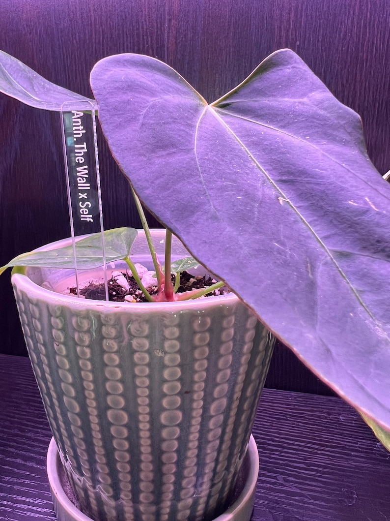 May include: A potted plant with a large, purple leaf. The plant is labeled "Anth. The Wall x Self" with a white label.