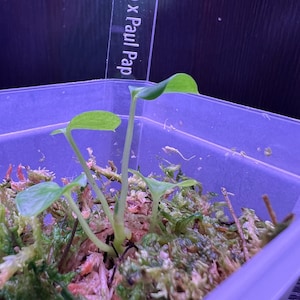 May include: A small green plant with multiple stems growing in a clear plastic container filled with moss. A label with the text "Pee Pap x Paul Pap" is visible in the background.