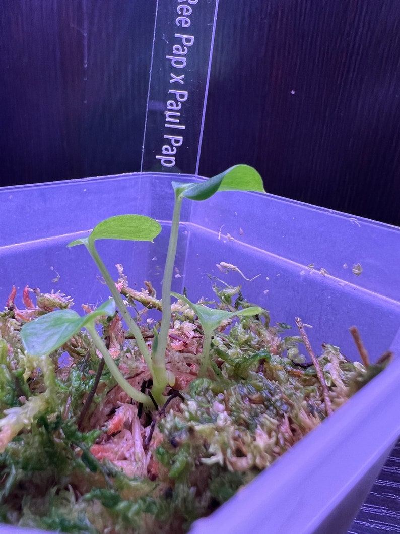 May include: A small green plant with multiple stems growing in a clear plastic container filled with moss. A label with the text "Pee Pap x Paul Pap" is visible in the background.