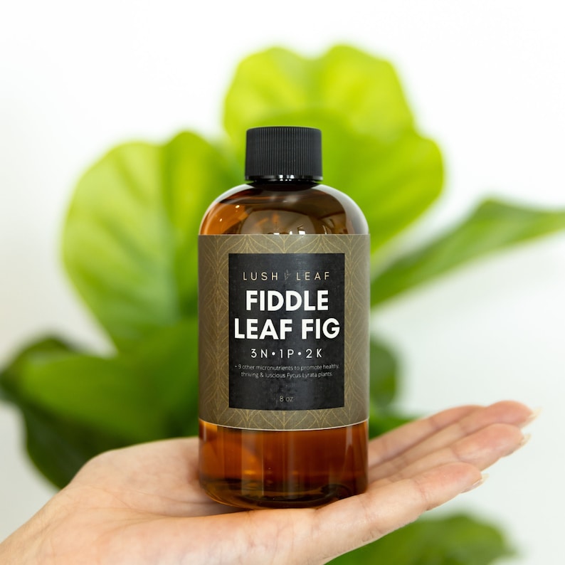 Fiddle Leaf Fig Fertilizer for Rapid Growth and Healthy Strong Indoor