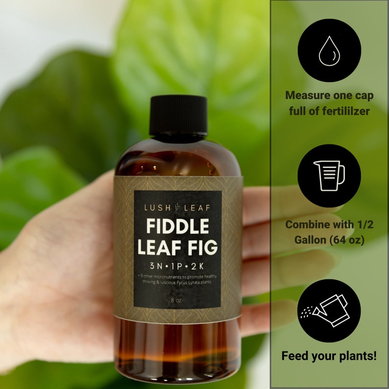 Fiddle Leaf Fig Fertilizer for Rapid Growth and Healthy Strong Indoor