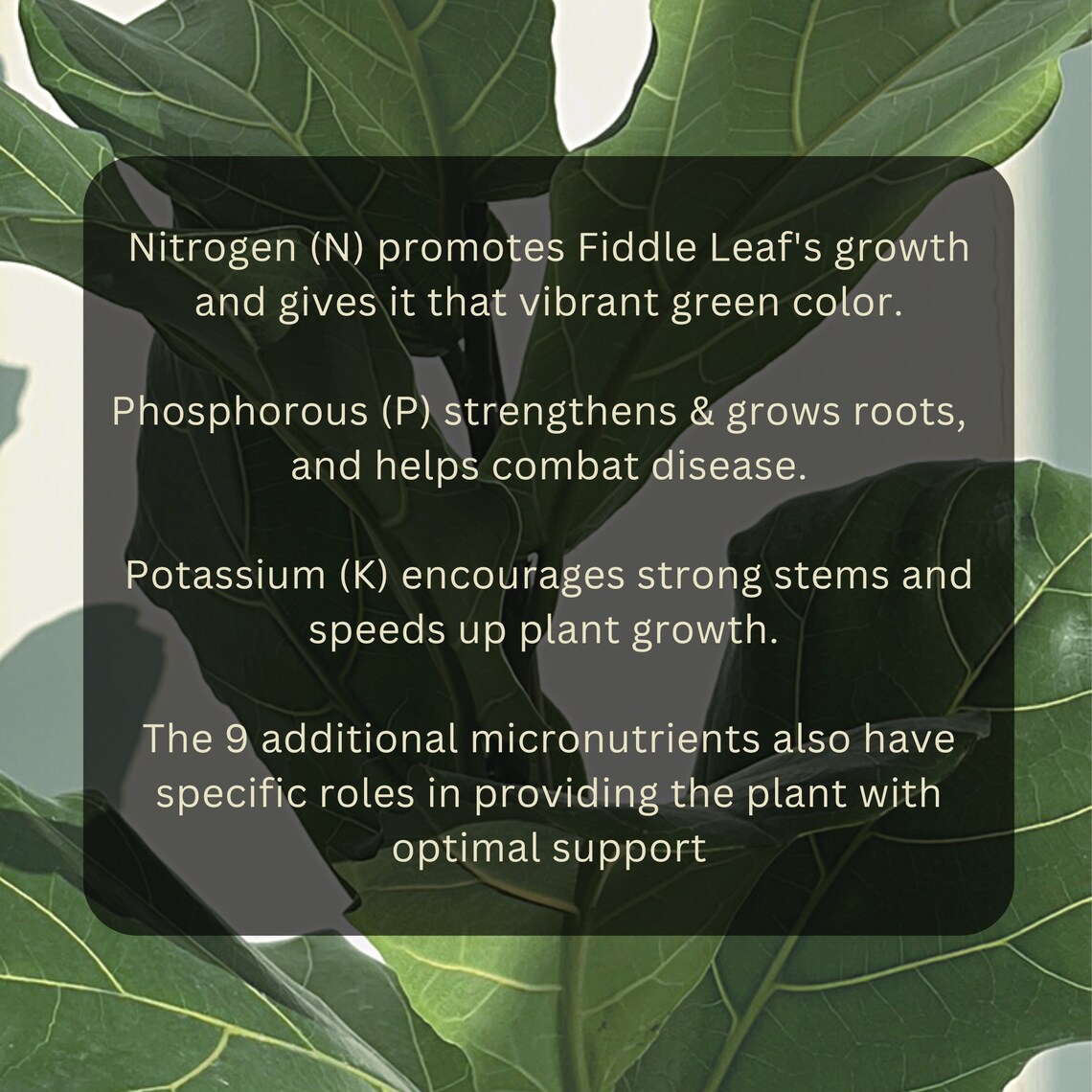 Fiddle Leaf Fig Fertilizer for Rapid Growth and Healthy Strong Etsy