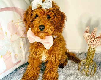 Velvet Dog Bow Tie - Pink