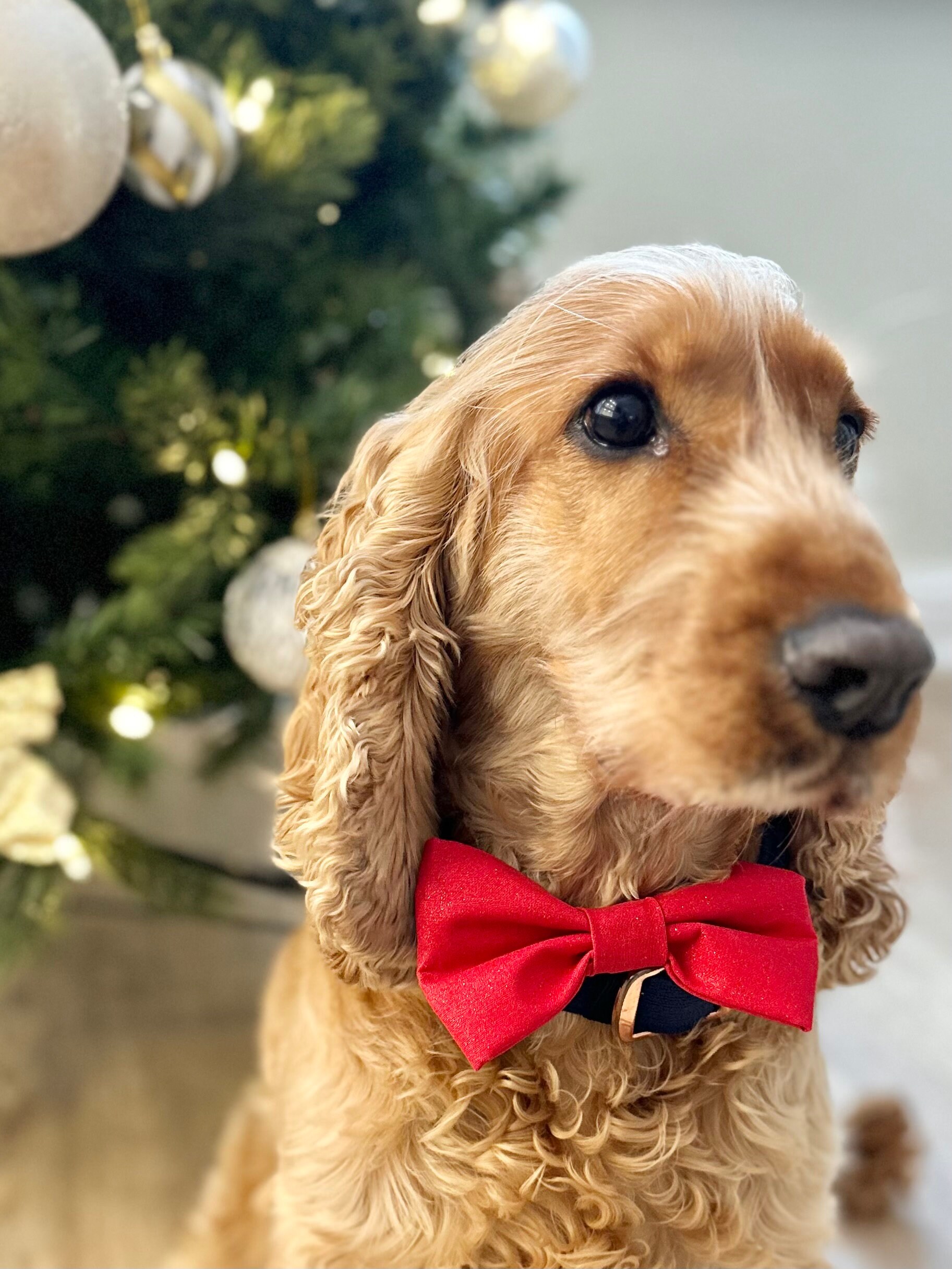 Christmas Dog Bowtie Etsy Australia