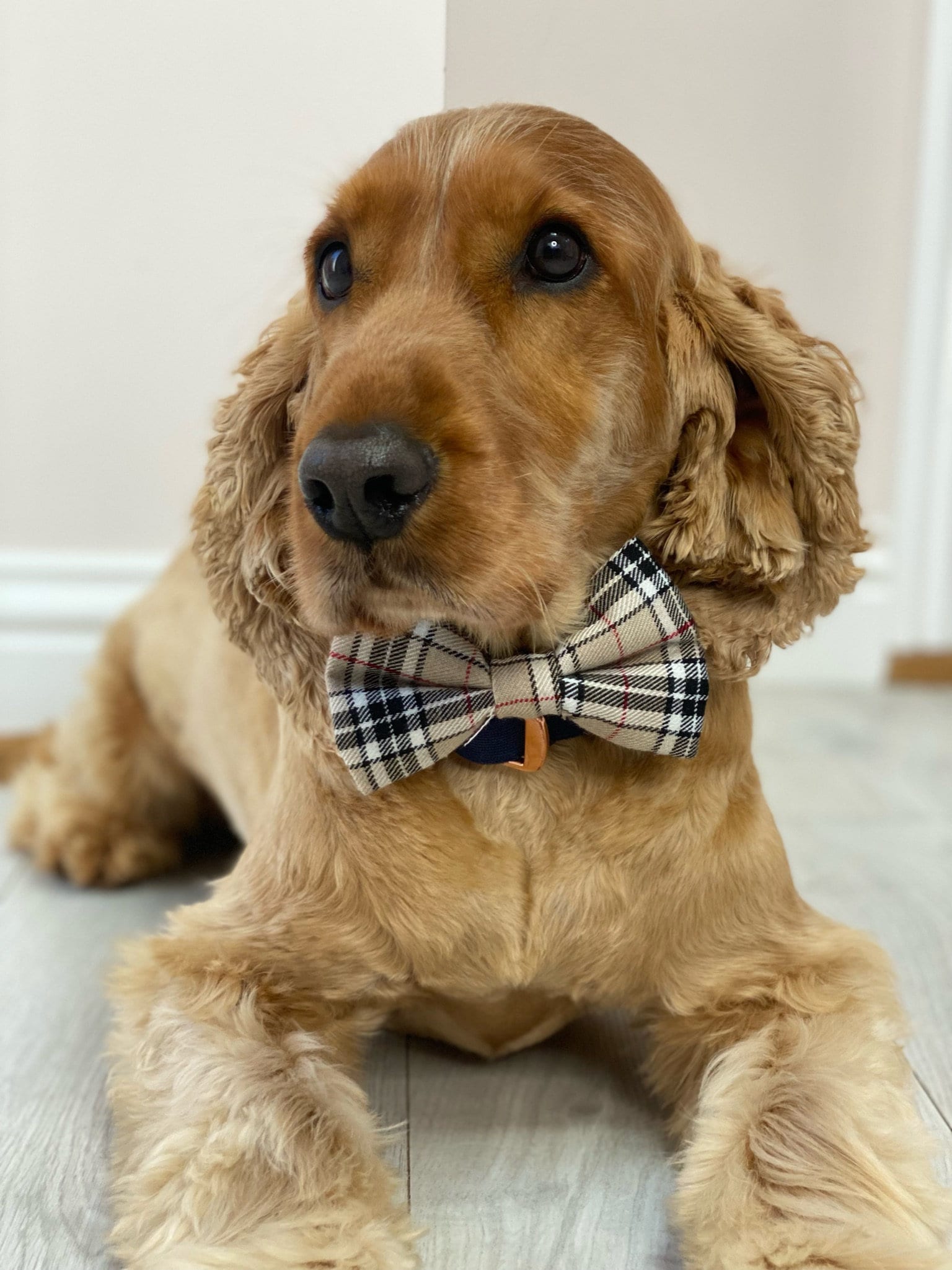Burberry dog cheap bow tie