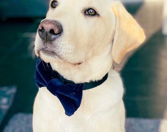 Dog Velvet Bow Tie - Blue