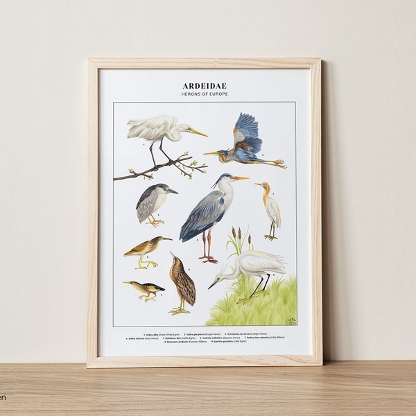 Vögel Poster Reiher "Ardeidae - Herons of Europe" | Kunstdruck 30x40 cm | Poster Wohnzimmer | Wanddekoration | Zeichnung Natur