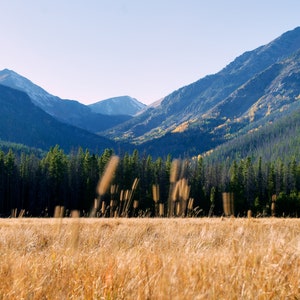Mountain wheat field