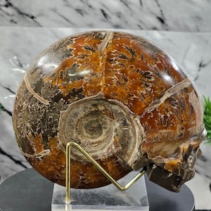 May include: A polished ammonite fossil, showcasing a spiral pattern and intricate details. The fossil displays shades of brown, tan, and gray, and is supported by a gold-colored metal stand. The fossil is a natural history item.