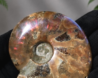 May include: A polished ammonite fossil featuring a spiral shell with shades of brown, tan, and cream. The surface displays iridescent flashes of red and orange light, with intricate internal chamber patterns visible throughout the fossilized structure.