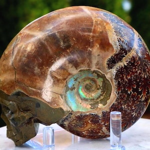 May include: A polished ammonite fossil with a skull carving on the side. The fossil features a spiral pattern with iridescent blue and green hues. The outer shell is brown with intricate patterns.
