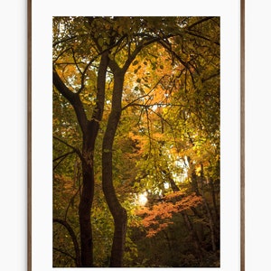 May include: A photograph of a woodland scene with tall trees in the foreground and a bright sun shining through the leaves. The leaves are a mix of yellow, orange, and green.