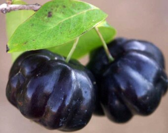 Black fruit Suriname Cherry, Star Cherry, Pitanga (Eugenia uniflora) 6"-11" Tall Seedling Fruit Tree. <<DARKPURPLE to BLACK FRUITS>>