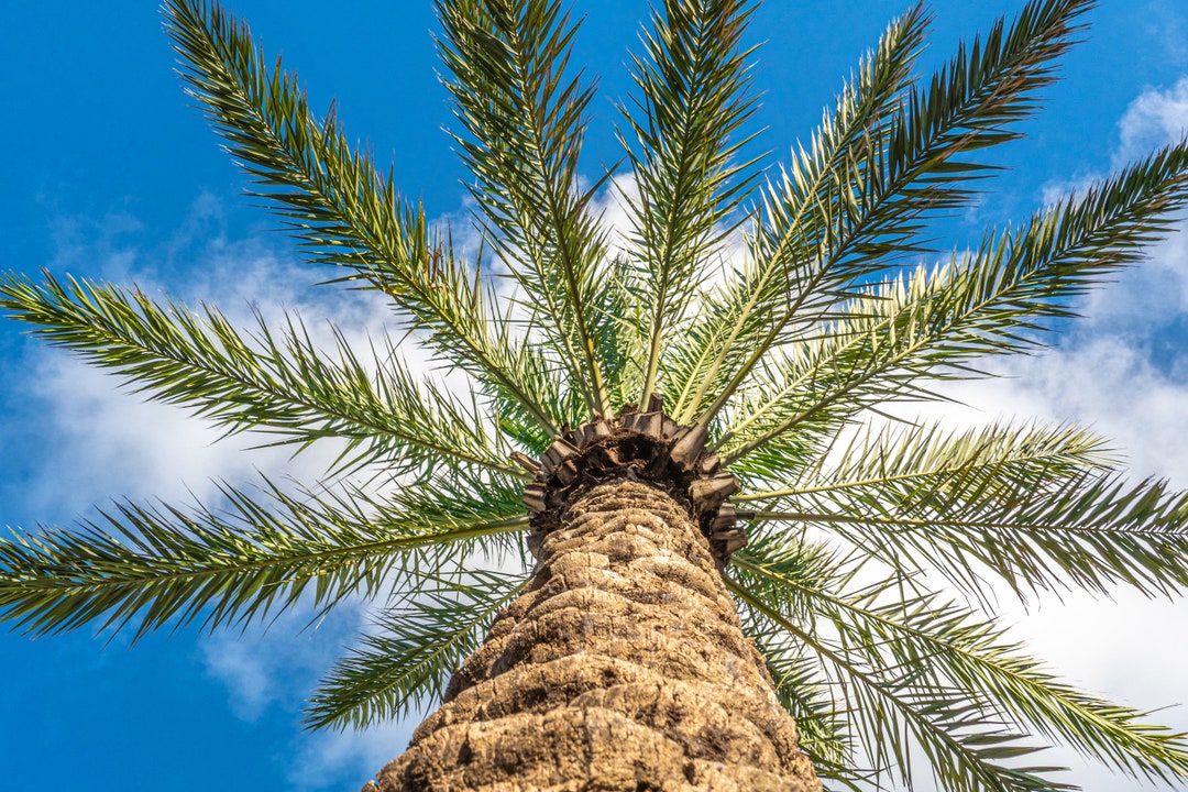 Palm Tree Wall Art, Palm Tree Photography Print, Home Decor, Palm Tree ...
