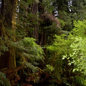 Printable Wall Art &quot;Prairie Creek Redwoods&quot; Prairie Creek California State Park. California North Coast Rainforest