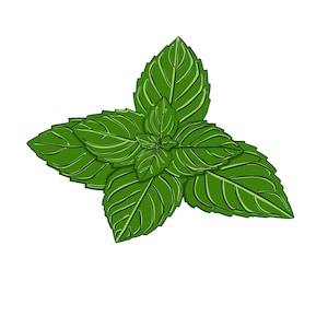digitale Zeichnung von Minzblättern - pdf svg ai