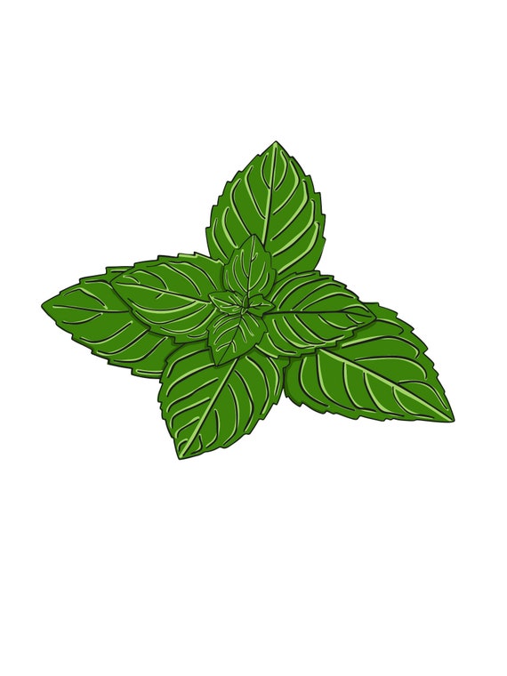 digital drawing of mint leaves - pdf svg ai
