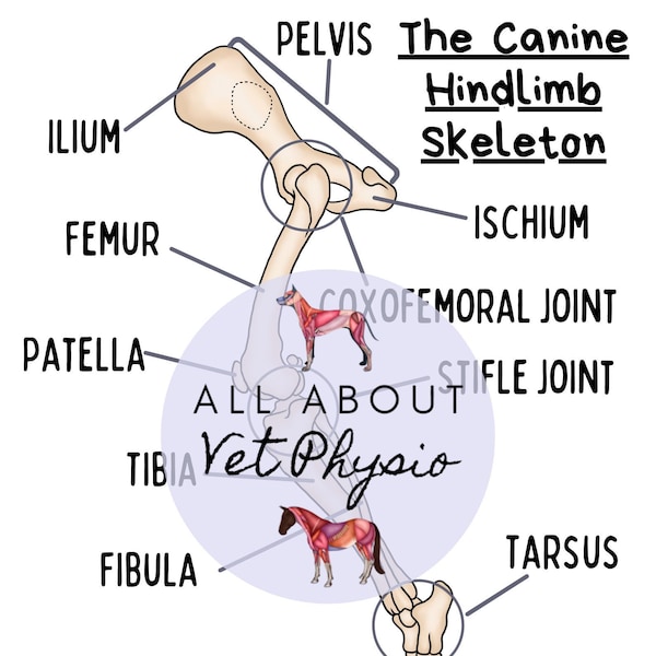 The Canine Hindlimb Skeleton - PDF Download