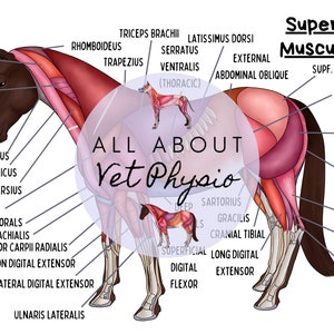 La musculature superficielle équine - PDF Télécharger