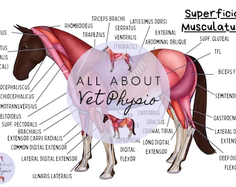 May include: An anatomical illustration of a horse showing the superficial musculature. The illustration is labelled with the names of the muscles in black text. The horse is brown with a white blaze on its face. The background is white. The text "All About Vet Physio" is in a purple circle in the centre of the image.