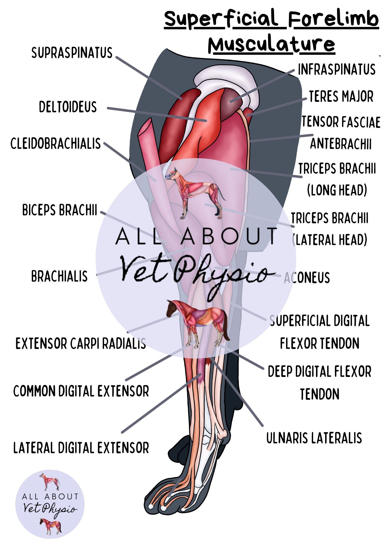 the-canine-superficial-forelimb-musculature-pdf-download-etsy-uk
