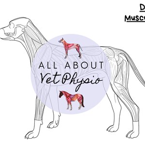Die tiefe Muskulatur des Hundes (Coloring Edition / No Labels) - PDF Download