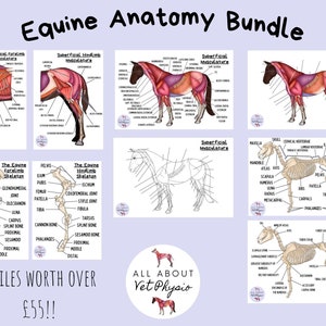 The Equine Anatomy Bundle - PDF Download
