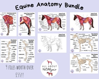 May include: A set of nine printable equine anatomy charts. The charts feature illustrations of the horse's superficial musculature, skeletal system, and bony landmarks. The charts are labelled with anatomical terms and are ideal for veterinary students, equine professionals, and horse enthusiasts.