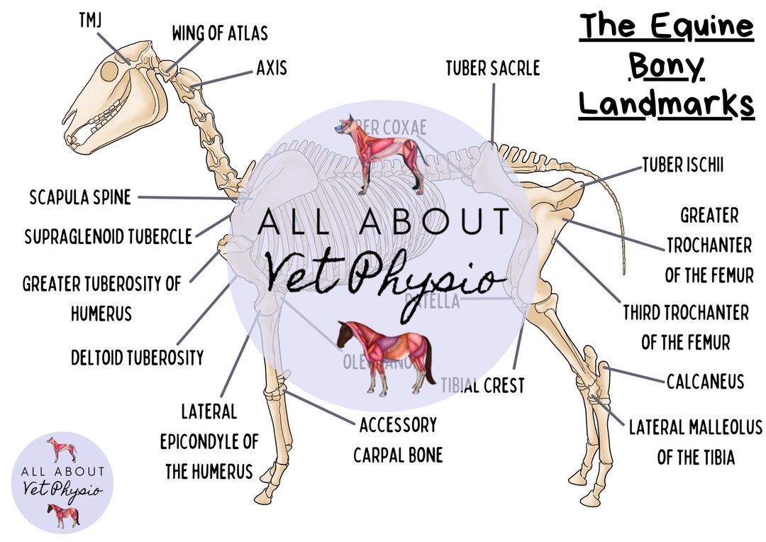 The Equine Bony Landmarks PDF Download Etsy