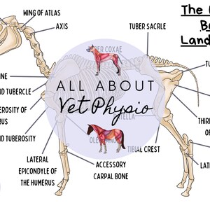 The Equine Bony Landmarks - PDF Download