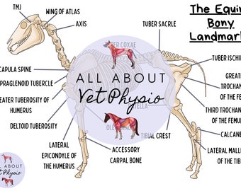 May include: A skeletal diagram of a horse with labels for various bony landmarks. The diagram is overlaid on a purple circle with the text "All About Vet Physio" in white. The diagram includes a horse's head, neck, spine, legs, and hooves. The labels are in black text.